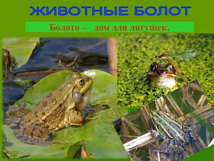 Болото – дом для лягушек. ЖИВОТНЫЕ БОЛОТ