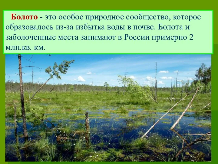 Болото - это особое природное сообщество, которое образовалось из-за избытка воды в почве.