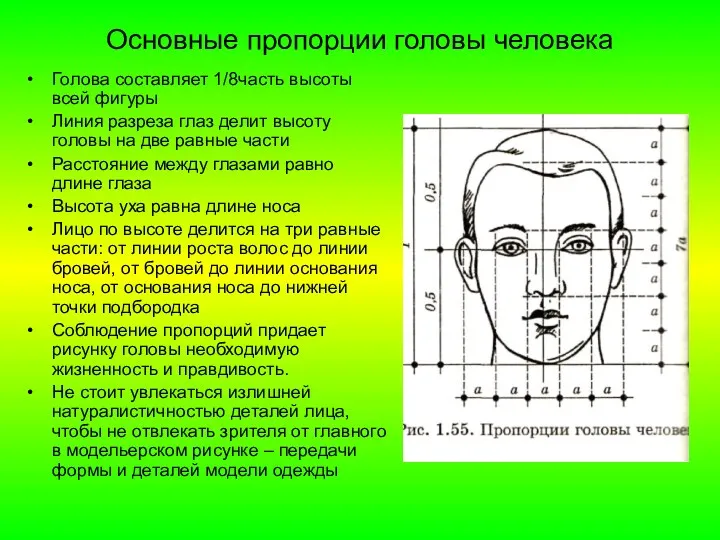 Основные пропорции головы человека Голова составляет 1/8часть высоты всей фигуры