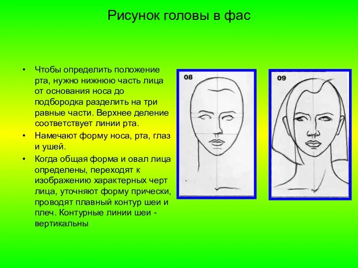 Рисунок головы в фас Чтобы определить положение рта, нужно нижнюю