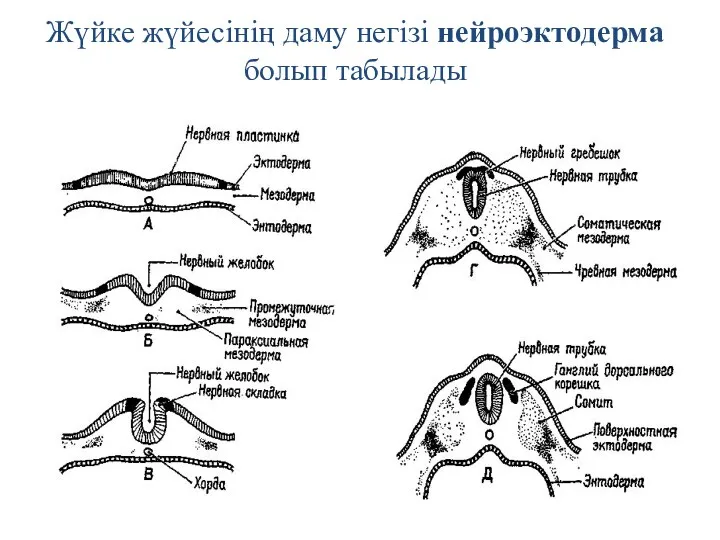 Жүйке жүйесінің даму негізі нейроэктодерма болып табылады