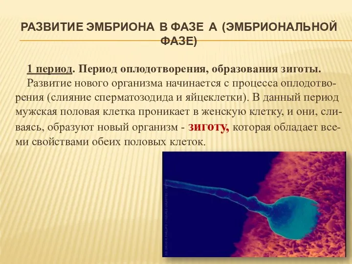 РАЗВИТИЕ ЭМБРИОНА В ФАЗЕ А (ЭМБРИОНАЛЬНОЙ ФАЗЕ) 1 период. Период