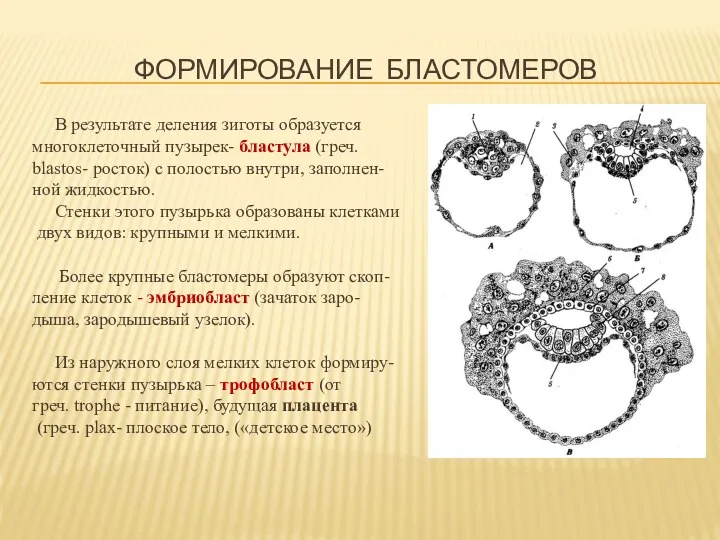 ФОРМИРОВАНИЕ БЛАСТОМЕРОВ В результате деления зиготы образуется многоклеточный пузырек- бластула