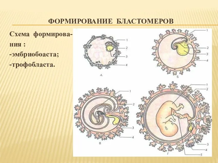 ФОРМИРОВАНИЕ БЛАСТОМЕРОВ Схема формирова- ния : -эмбриобоаста; -трофобласта.