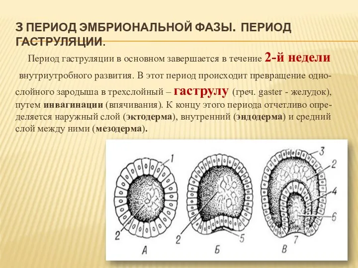 3 ПЕРИОД ЭМБРИОНАЛЬНОЙ ФАЗЫ. ПЕРИОД ГАСТРУЛЯЦИИ. Период гаструляции в основном