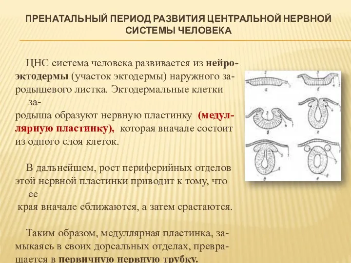 ПРЕНАТАЛЬНЫЙ ПЕРИОД РАЗВИТИЯ ЦЕНТРАЛЬНОЙ НЕРВНОЙ СИСТЕМЫ ЧЕЛОВЕКА ЦНС система человека