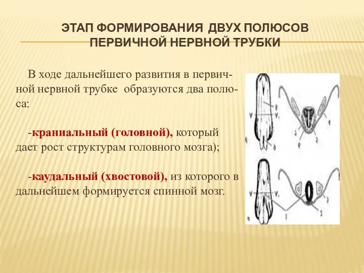 ЭТАП ФОРМИРОВАНИЯ ДВУХ ПОЛЮСОВ ПЕРВИЧНОЙ НЕРВНОЙ ТРУБКИ В ходе дальнейшего