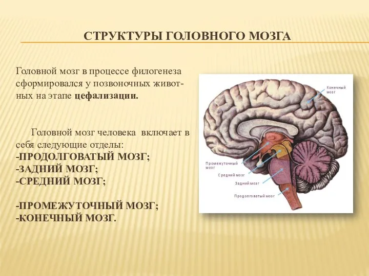 СТРУКТУРЫ ГОЛОВНОГО МОЗГА Головной мозг в процессе филогенеза сформировался у