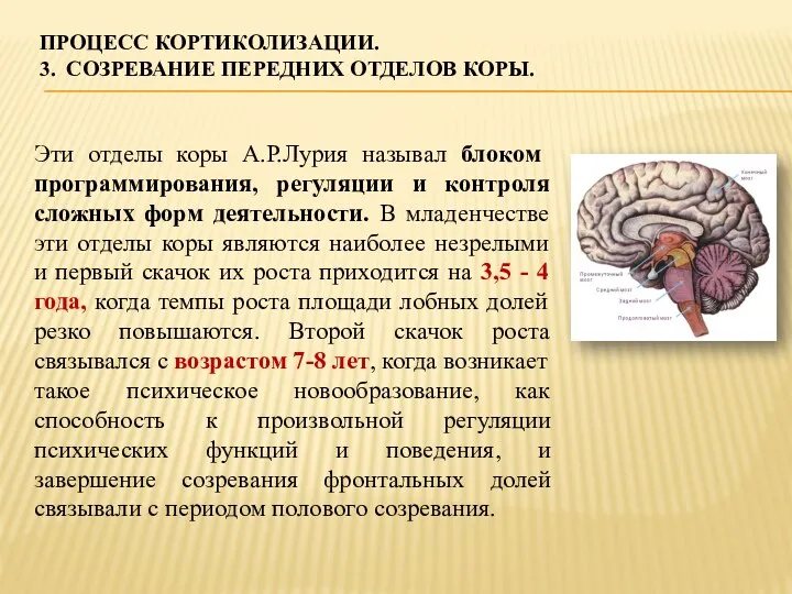 ПРОЦЕСС КОРТИКОЛИЗАЦИИ. 3. СОЗРЕВАНИЕ ПЕРЕДНИХ ОТДЕЛОВ КОРЫ. Эти отделы коры