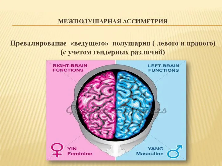 МЕЖПОЛУШАРНАЯ АССИМЕТРИЯ Превалирование «ведущего» полушария ( левого и правого) (с учетом гендерных различий)