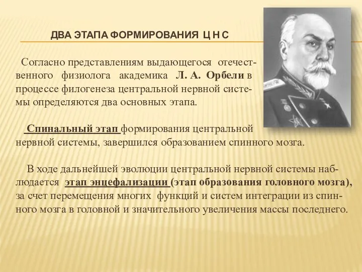 ДВА ЭТАПА ФОРМИРОВАНИЯ Ц Н С Согласно представлениям выдающегося отечест-