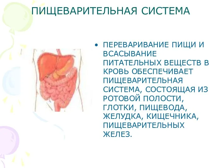 ПИЩЕВАРИТЕЛЬНАЯ СИСТЕМА ПЕРЕВАРИВАНИЕ ПИЩИ И ВСАСЫВАНИЕ ПИТАТЕЛЬНЫХ ВЕЩЕСТВ В КРОВЬ