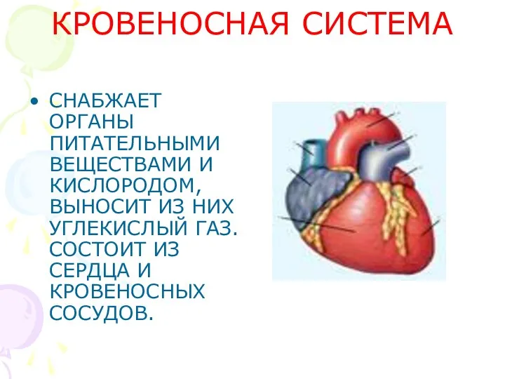 КРОВЕНОСНАЯ СИСТЕМА СНАБЖАЕТ ОРГАНЫ ПИТАТЕЛЬНЫМИ ВЕЩЕСТВАМИ И КИСЛОРОДОМ, ВЫНОСИТ ИЗ