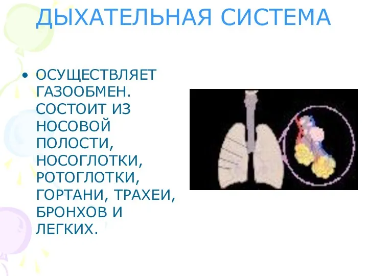 ДЫХАТЕЛЬНАЯ СИСТЕМА ОСУЩЕСТВЛЯЕТ ГАЗООБМЕН. СОСТОИТ ИЗ НОСОВОЙ ПОЛОСТИ, НОСОГЛОТКИ, РОТОГЛОТКИ, ГОРТАНИ, ТРАХЕИ, БРОНХОВ И ЛЕГКИХ.