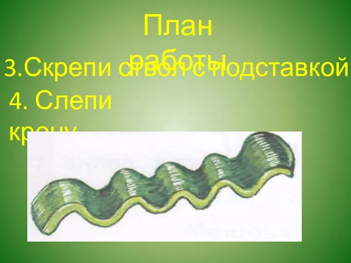 План работы 3.Скрепи ствол с подставкой. 4. Слепи крону.