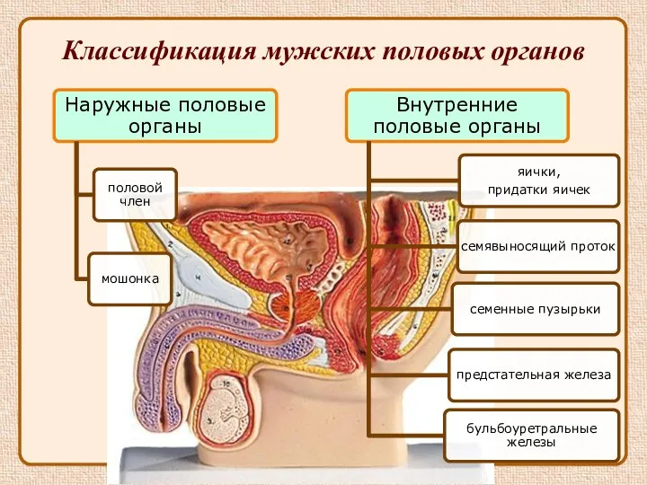 Классификация мужских половых органов