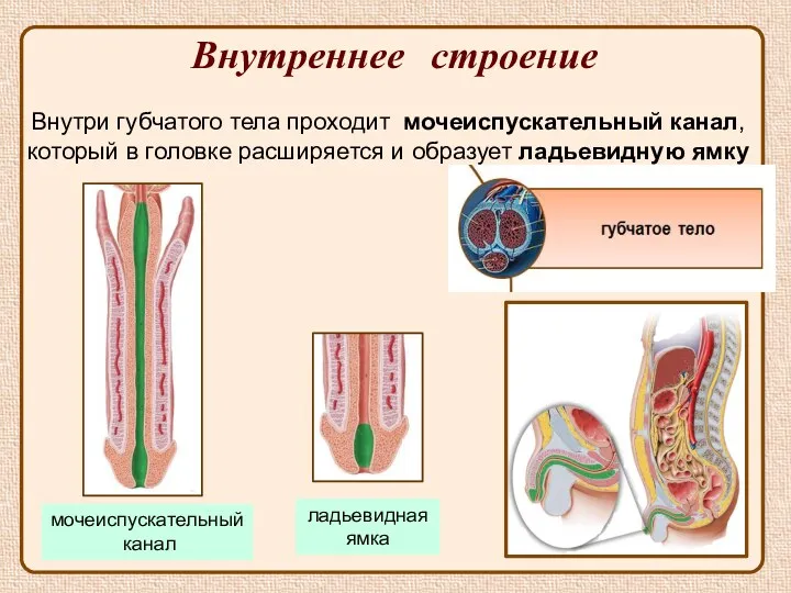 Внутреннее строение Внутри губчатого тела проходит мочеиспускательный канал, который в