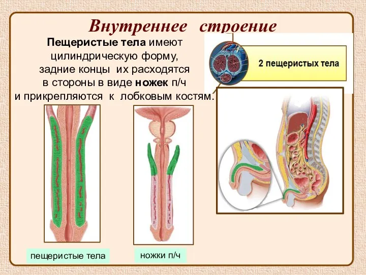 Внутреннее строение ножки п/ч пещеристые тела Пещеристые тела имеют цилиндрическую