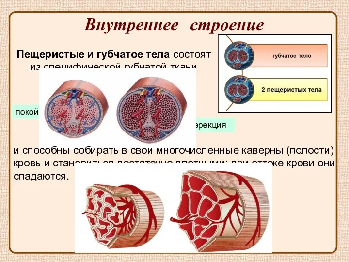 Внутреннее строение эрекция покой Пещеристые и губчатое тела состоят из