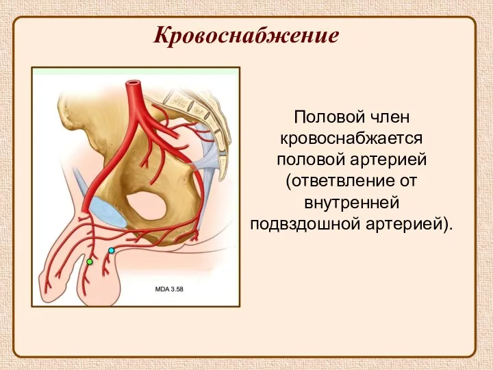 Кровоснабжение Половой член кровоснабжается половой артерией (ответвление от внутренней подвздошной артерией).