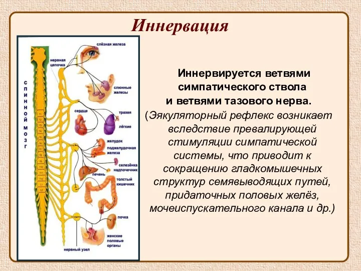 Иннервация Иннервируется ветвями симпатического ствола и ветвями тазового нерва. (Эякуляторный