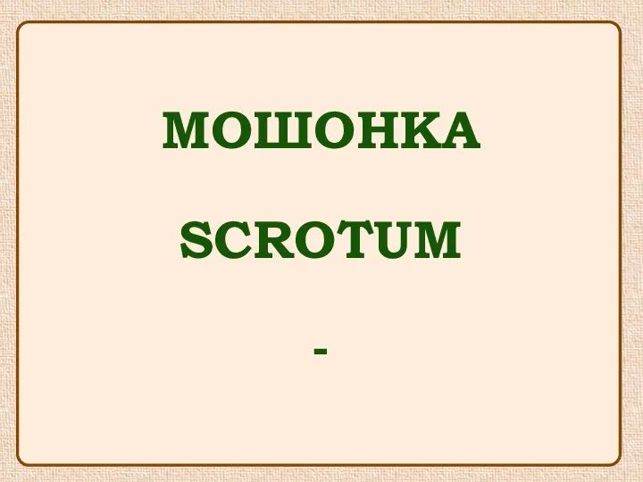 МОШОНКА SCROTUM -