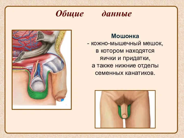 Мошонка - кожно-мышечный мешок, в котором находятся яички и придатки,