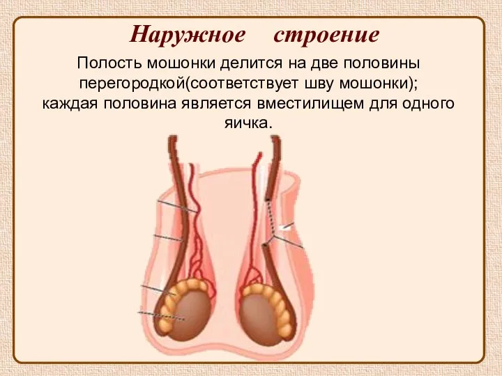 Наружное строение Полость мошонки делится на две половины перегородкой(соответствует шву