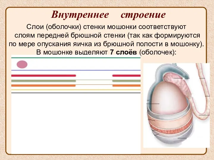 Внутреннее строение Слои (оболочки) стенки мошонки соответствуют слоям передней брюшной