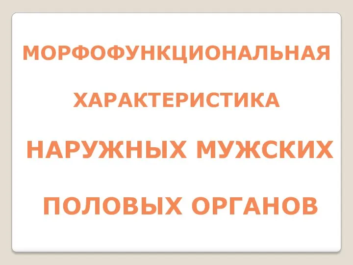 МОРФОФУНКЦИОНАЛЬНАЯ ХАРАКТЕРИСТИКА НАРУЖНЫХ МУЖСКИХ ПОЛОВЫХ ОРГАНОВ