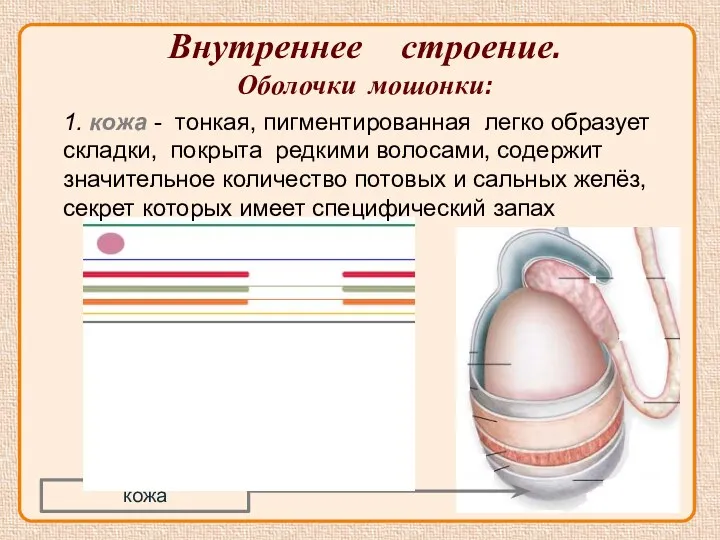 Внутреннее строение. Оболочки мошонки: кожа 1. кожа - тонкая, пигментированная