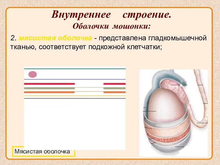 Внутреннее строение. Оболочки мошонки: Мясистая оболочка 2. мясистая оболочка - представлена гладкомышечной тканью, соответствует подкожной клетчатки;