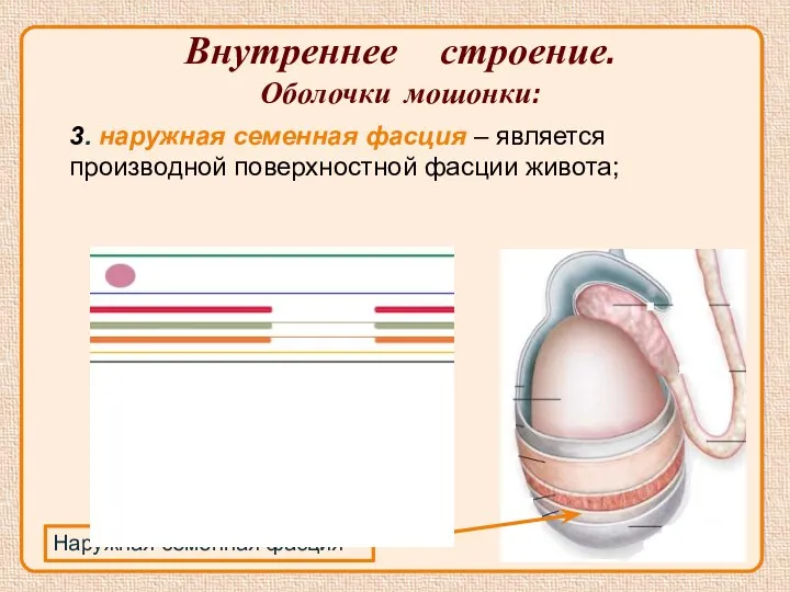 Внутреннее строение. Оболочки мошонки: Наружная семенная фасция 3. наружная семенная