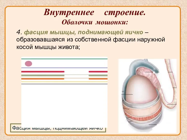 Внутреннее строение. Оболочки мошонки: Фасция мышцы, поднимающей яичко 4. фасция