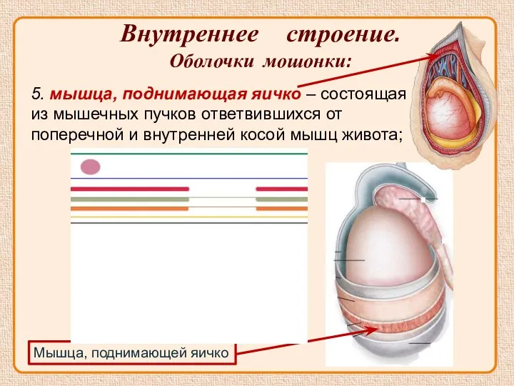 Внутреннее строение. Оболочки мошонки: Мышца, поднимающей яичко 5. мышца, поднимающая