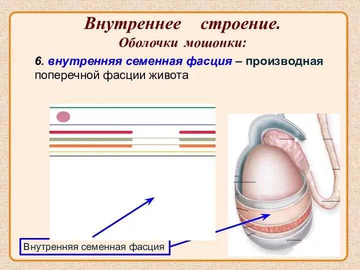 Внутреннее строение. Оболочки мошонки: Внутренняя семенная фасция 6. внутренняя семенная фасция – производная поперечной фасции живота