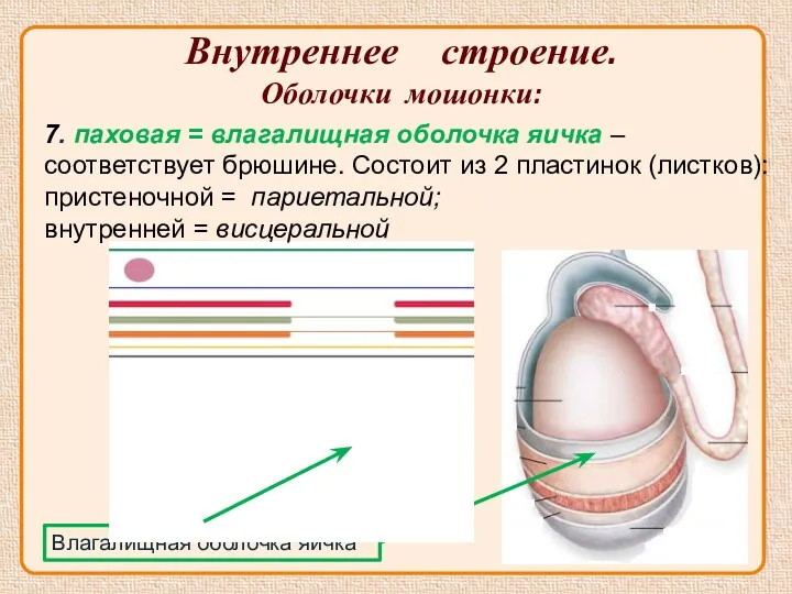 Внутреннее строение. Оболочки мошонки: Влагалищная оболочка яичка 7. паховая =