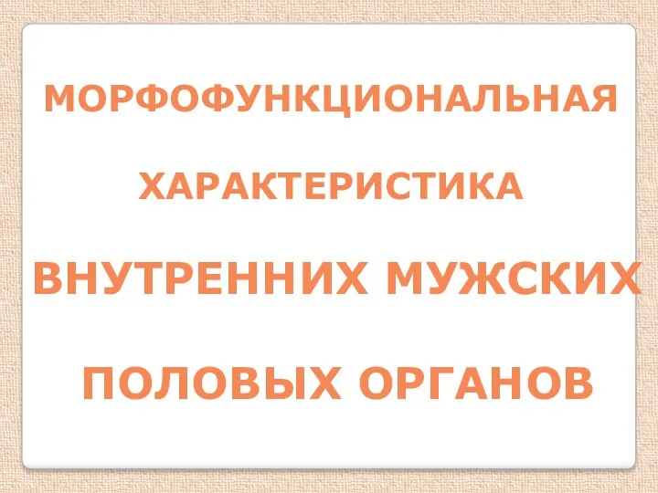 МОРФОФУНКЦИОНАЛЬНАЯ ХАРАКТЕРИСТИКА ВНУТРЕННИХ МУЖСКИХ ПОЛОВЫХ ОРГАНОВ