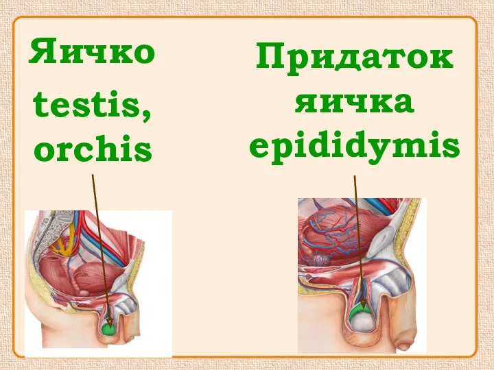 Яичко testis, orchis Придаток яичка epididymis