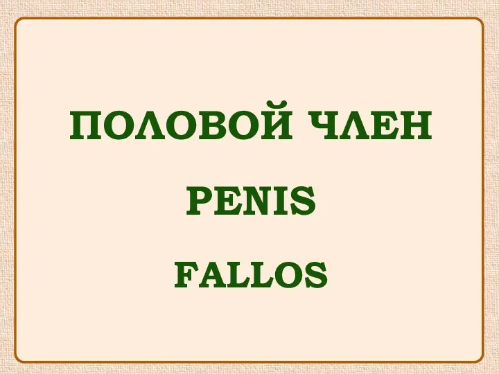 ПОЛОВОЙ ЧЛЕН PENIS FALLOS