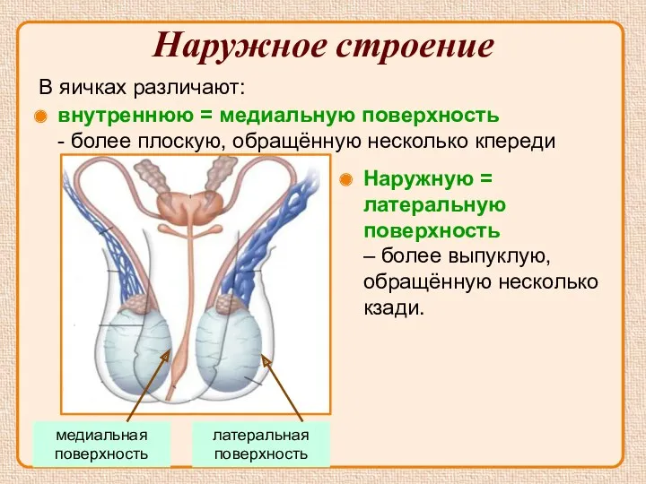 Наружное строение В яичках различают: внутреннюю = медиальную поверхность -