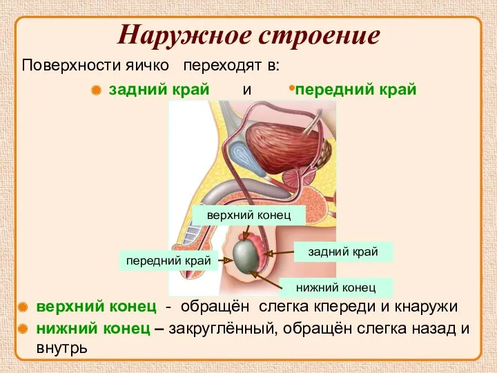 Наружное строение Поверхности яичко переходят в: задний край и •передний