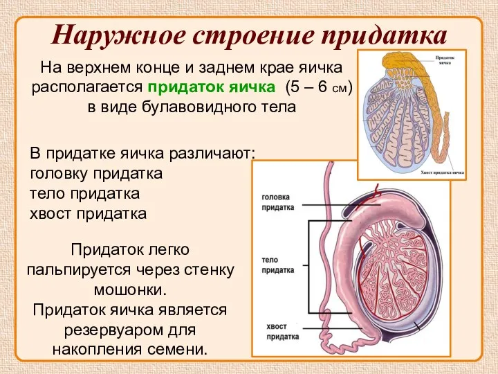 Наружное строение придатка На верхнем конце и заднем крае яичка