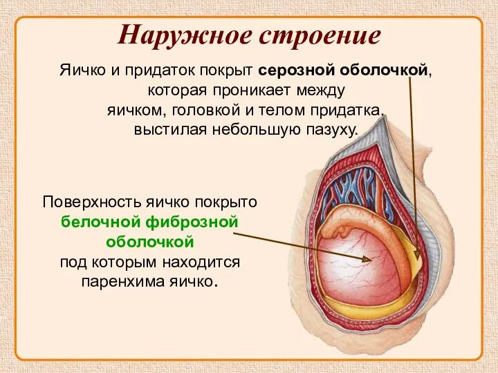 Наружное строение Яичко и придаток покрыт серозной оболочкой, которая проникает