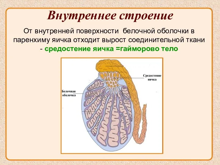 Внутреннее строение От внутренней поверхности белочной оболочки в паренхиму яичка