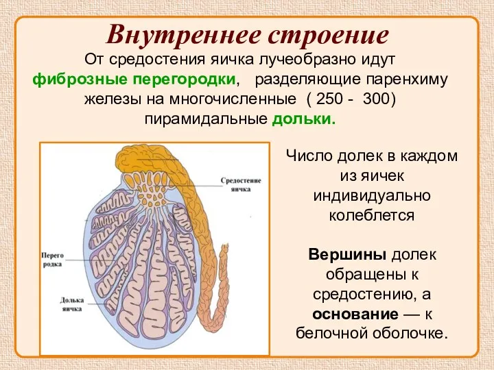 Внутреннее строение От средостения яичка лучеобразно идут фиброзные перегородки, разделяющие