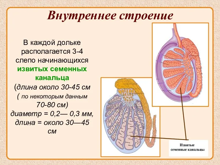 Внутреннее строение В каждой дольке располагается 3-4 слепо начинающихся извитых