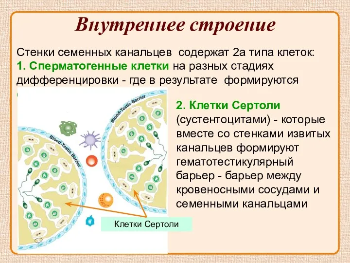 Внутреннее строение Стенки семенных канальцев содержат 2а типа клеток: 1.