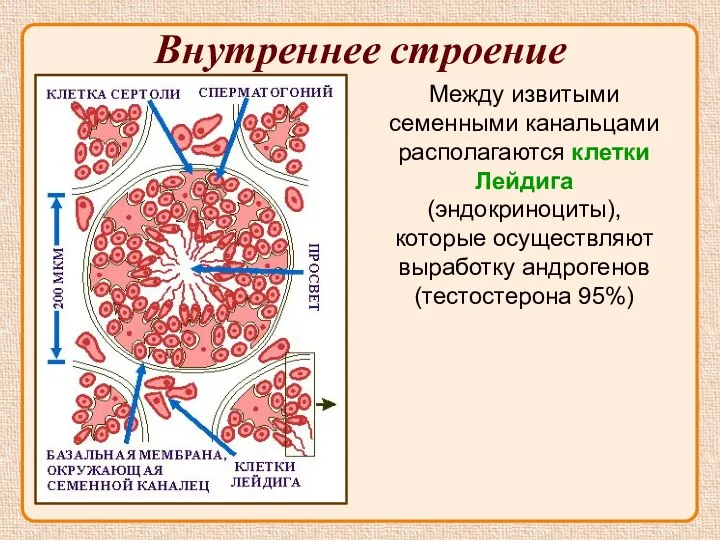 Внутреннее строение Меж­ду извитыми семенными канальцами распо­лагаются клетки Лейдига (эндокриноциты), ко­торые осуществляют выработку андрогенов (тестостерона 95%)