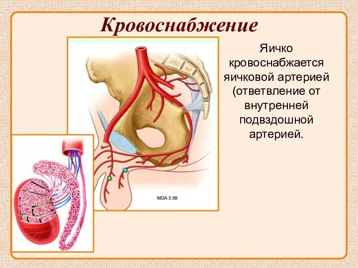 Кровоснабжение Яичко кровоснабжается яичковой артерией (ответвление от внутренней подвздошной артерией.